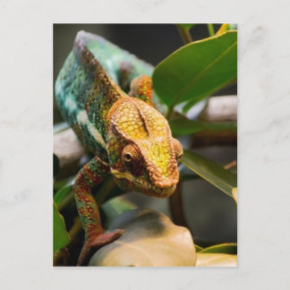 Carte Postale Chameleon