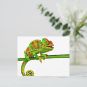 Carte Postale Chameleon (Debout devant)