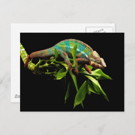 Carte Postale Chameleon (Devant / Derrière)