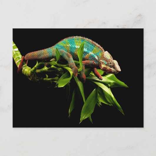 Carte Postale Chameleon (Devant)