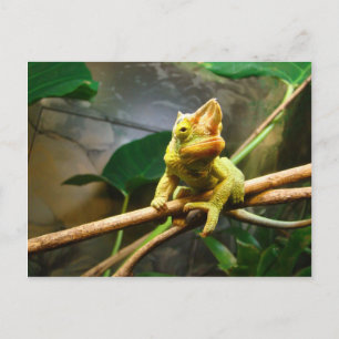 Carte Postale Chameleon