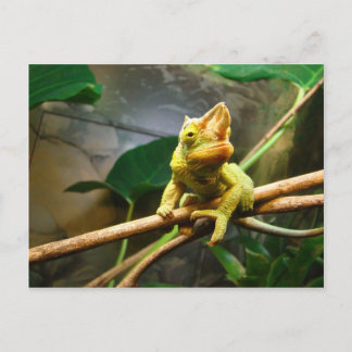 Carte Postale Chameleon