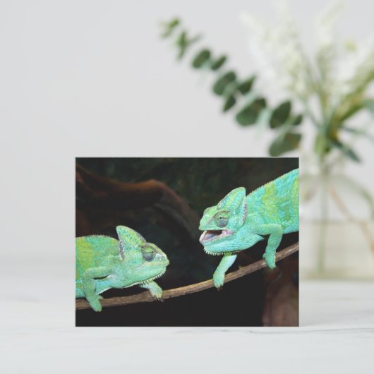 Carte postale Chameleon (Debout devant)