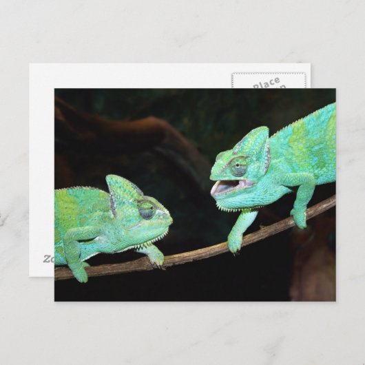 Carte postale Chameleon (Devant / Derrière)