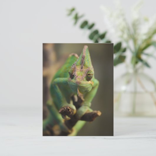 Carte Postale Chameleon (Debout devant)