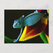 Carte Postale Chameleon bleu (Devant)