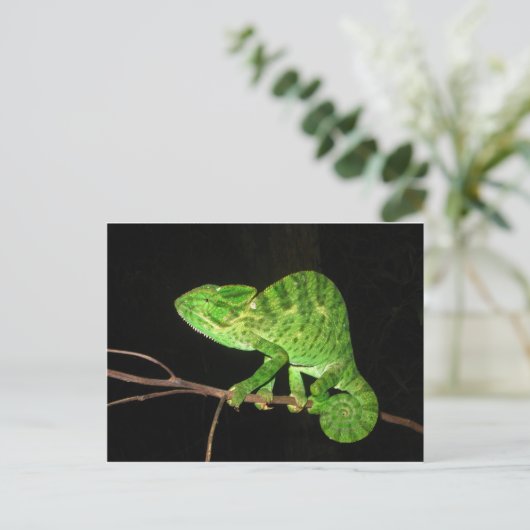 Carte Postale Chameleon (Chamaeleo zeylanicus) (Debout devant)