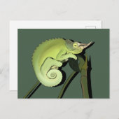Carte Postale Chameleon de Jackson (Devant / Derrière)