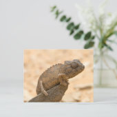 Carte Postale Chameleon en Namibie (Debout devant)