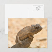 Carte Postale Chameleon en Namibie (Devant / Derrière)