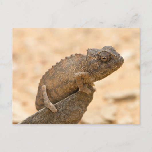 Carte Postale Chameleon en Namibie (Devant)