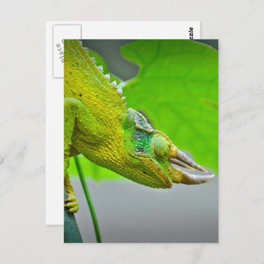 Carte Postale Chameleon géant à 3 cornes (Devant / Derrière)