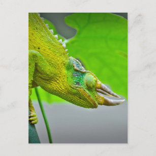 Carte Postale Chameleon géant à 3 cornes