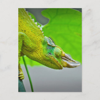 Carte Postale Chameleon géant à 3 cornes