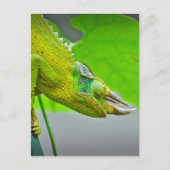 Carte Postale Chameleon géant à 3 cornes (Devant)