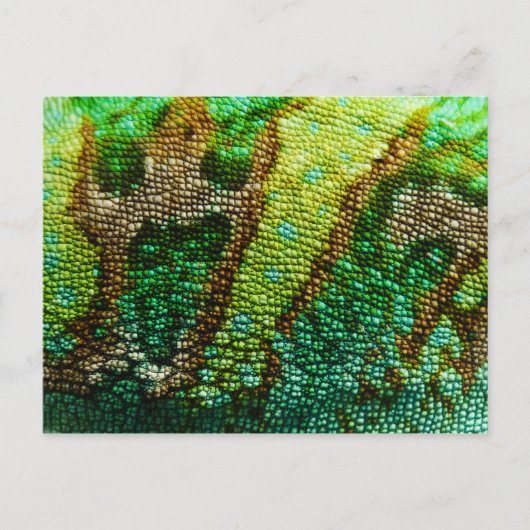 Carte Postale Chameleon Skin (Devant)