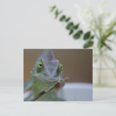 Carte Postale Chameleon voilé (Debout devant)
