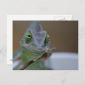 Carte Postale Chameleon voilé (Devant / Derrière)