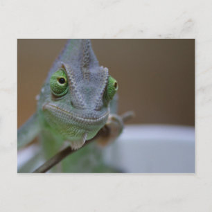 Carte Postale Chameleon voilé