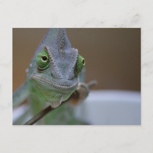 Carte Postale Chameleon voilé (Devant)
