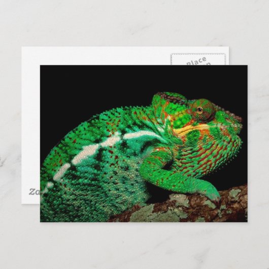 Carte Postale Chameleons (Devant / Derrière)