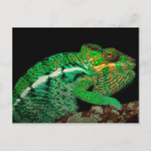 Carte Postale Chameleons (Devant)