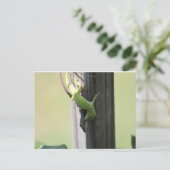 Carte Postale Chamelions du Texas (Debout devant)