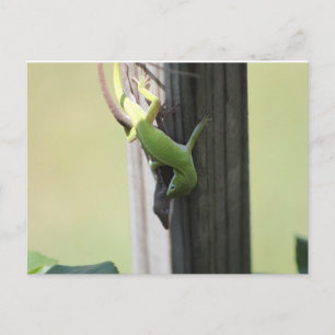 Carte Postale Chamelions du Texas