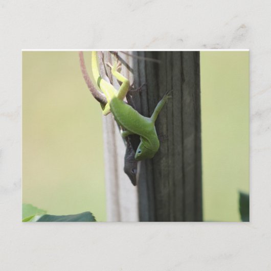 Carte Postale Chamelions du Texas (Devant)