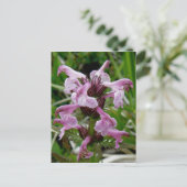 Carte Postale Chamisso Lousewort, île Unalaska (Debout devant)