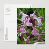 Carte Postale Chamisso Lousewort, île Unalaska (Devant / Derrière)