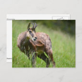 Carte Postale Chamois dans l'herbe (Devant / Derrière)