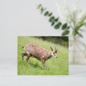 Carte Postale Chamois marchant sur l'herbe (Debout devant)