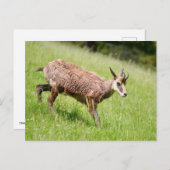 Carte Postale Chamois marchant sur l'herbe (Devant / Derrière)