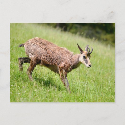 Carte Postale Chamois marchant sur l'herbe (Devant)