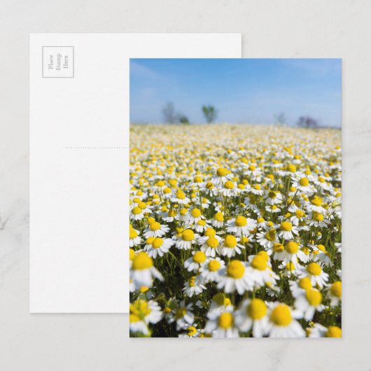 Carte Postale Chamomile Field (Devant / Derrière)