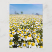 Carte Postale Chamomile Field (Devant)