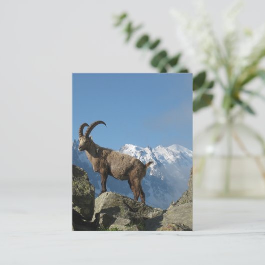 Carte Postale Chamonix (Debout devant)