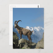 Carte Postale Chamonix (Devant / Derrière)