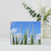 Carte Postale champ (Debout devant)