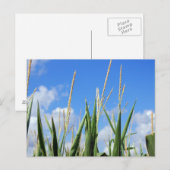 Carte Postale champ (Devant / Derrière)