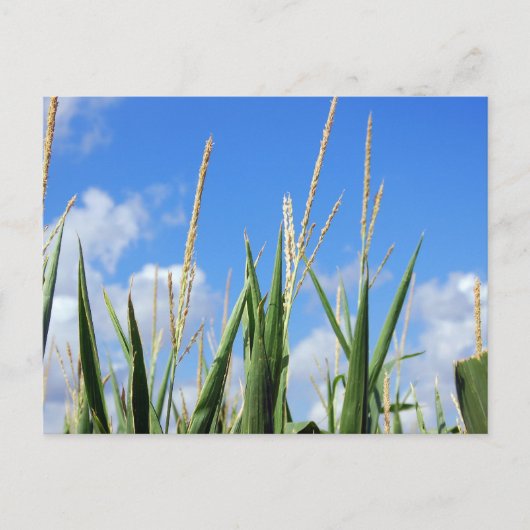 Carte Postale champ (Devant)