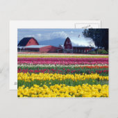 Carte Postale Champ d'affichage des tulipes (Devant / Derrière)