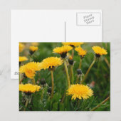 Carte Postale Champ Dandelion (Devant / Derrière)
