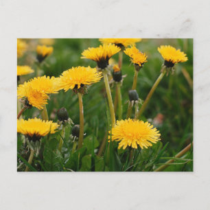 Carte Postale Champ Dandelion