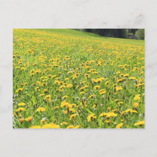 Carte Postale Champ Dandelion (Devant)