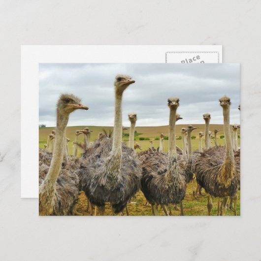 Carte Postale Champ d'autruches (Devant / Derrière)