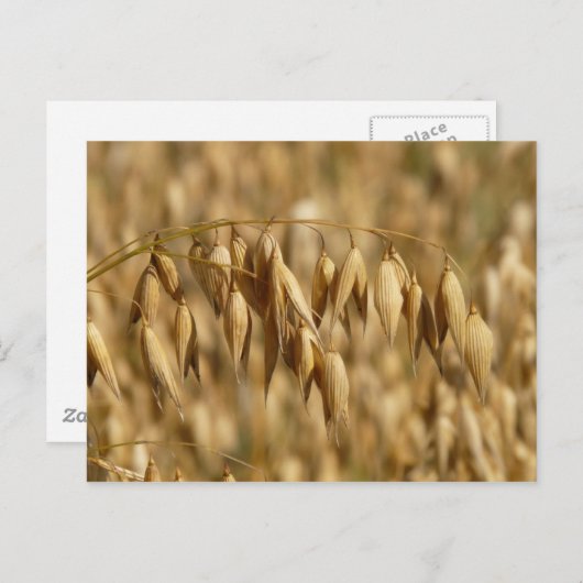 Carte Postale Champ d'avoine (Devant / Derrière)