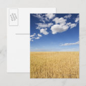 Carte Postale Champ de blé (Devant / Derrière)