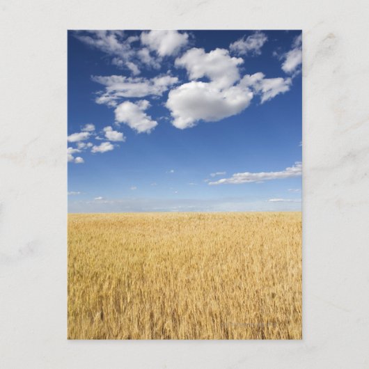 Carte Postale Champ de blé (Devant)